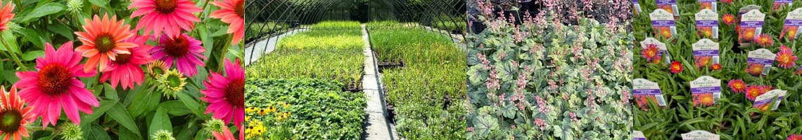 Green Select Perennials Banner