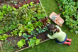 ist1_10929042-digging-in-the-vegetable-garden