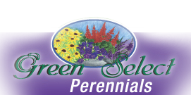 Green Select Perennials – Mayfield Nursery