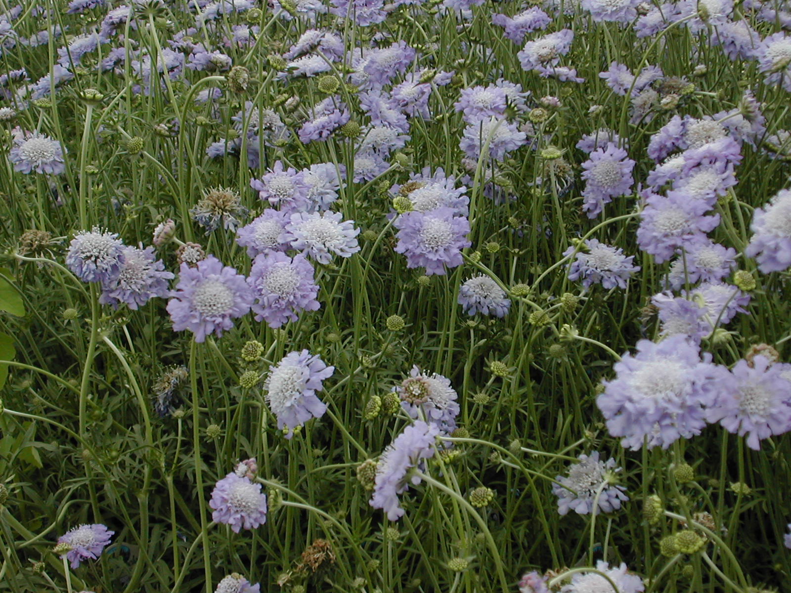 SCABIOSA (Pincushion Flower) - Green Select Perennials - Mayfield Nursery